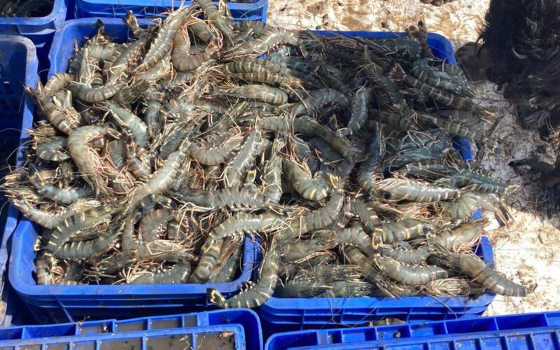 Prawn farmers are demanding a lower power tariff in Andhra Pradesh