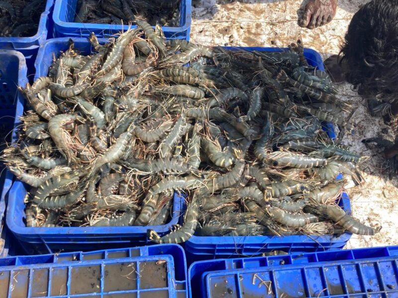 Prawn farmers are demanding a lower power tariff in Andhra Pradesh