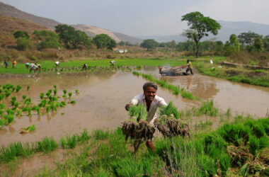ఖరీఫ్‌లో వర్షాల ప్రభావం, పంటల ఫోర్‌కాస్ట్‌పై సందిగ్ధత