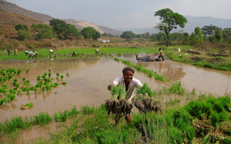 ఖరీఫ్‌లో వర్షాల ప్రభావం, పంటల ఫోర్‌కాస్ట్‌పై సందిగ్ధత