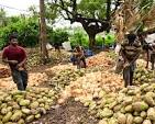 Andhra Pradesh Coconut Boom