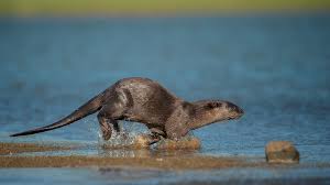 smooth-coated otters